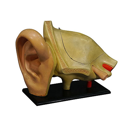 Antique Teaching Aid Modell of an Ear - Somso ca. 1900.