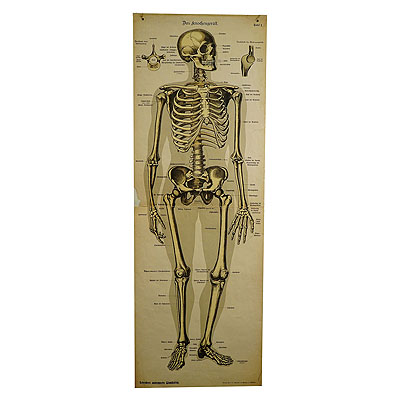 Antique Anatomical Wall Chart Depicting the Human Skeleton.
