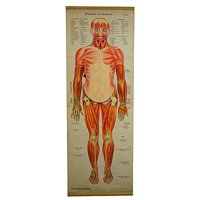 Antique Foldable Anatomical Wall Chart Depicting Human Musculature.