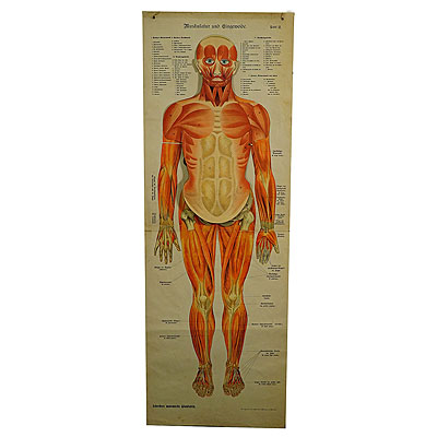 Foldable Anatomical Wall Chart depicting Human Musculature.