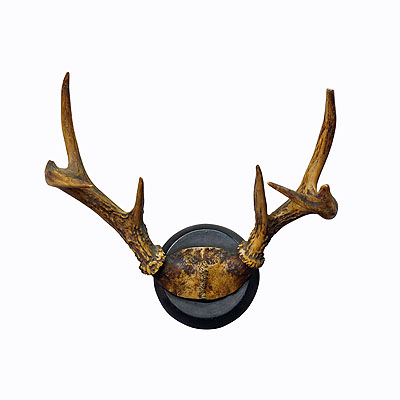White Tailed Deer Trophy Mount on Wooden Plaque ca. 1900s.