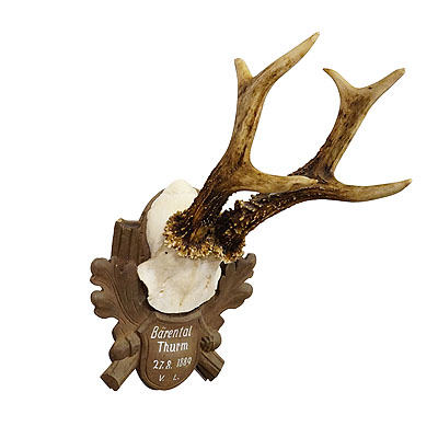 Antique Black Forest Roe Deer Trophy on Carved Plaque 1889.