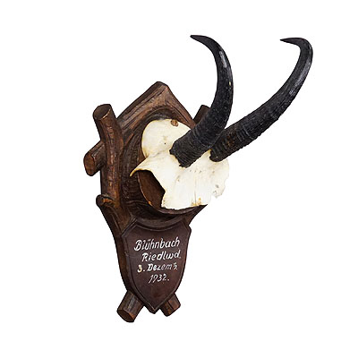 Black Forest Chamois Trophy on Carved Plaque, Germany 1932.